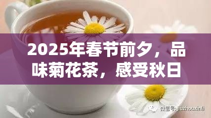 2025年春節(jié)前夕，品味菊花茶，感受秋日余溫中的溫暖與力量