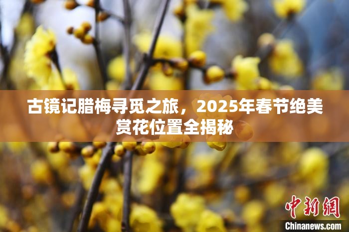 古鏡記臘梅尋覓之旅，2025年春節(jié)絕美賞花位置全揭秘