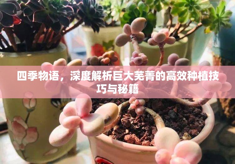 四季物語，深度解析巨大蕪菁的高效種植技巧與秘籍